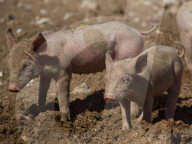 ‘We need reservoirs built’: drought leaves UK farms begging for government aid