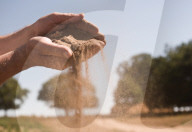 ‘We need reservoirs built’: drought leaves UK farms begging for government aid