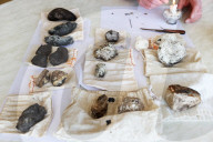 Rare, precious, smells like whale: hunting for ambergris in New Zealand