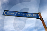 Rare, precious, smells like whale: hunting for ambergris in New Zealand