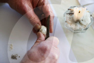 Rare, precious, smells like whale: hunting for ambergris in New Zealand