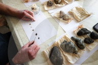 Rare, precious, smells like whale: hunting for ambergris in New Zealand