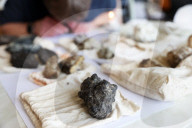 Rare, precious, smells like whale: hunting for ambergris in New Zealand