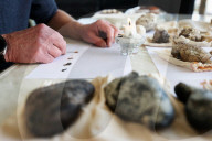 Rare, precious, smells like whale: hunting for ambergris in New Zealand