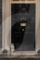 Larry the Cat keeps his position at Downing Street