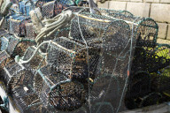 'We just want the truth': British coastal towns fight for answers over mystery sealife deaths