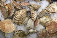 Offshore wind could blow us out of the water, say Cornish fishers.