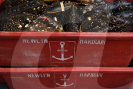 Offshore wind could blow us out of the water, say Cornish fishers.