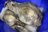 Offshore wind could blow us out of the water, say Cornish fishers.