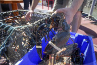Offshore wind could blow us out of the water, say Cornish fishers.
