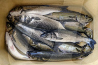 Offshore wind could blow us out of the water, say Cornish fishers.