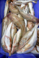 Offshore wind could blow us out of the water, say Cornish fishers.