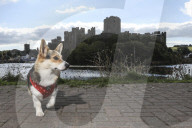 ROYALS - Trauer um die Queen: Welsh Corgis versammeln sich vor Pembroke Castle