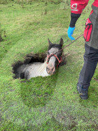 FEATURE - Tierrettung: Die Feuerwehr von County Durham und Darlington rettet ein Pferd aus einem Loch in einer Weide