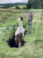 FEATURE - Tierrettung: Die Feuerwehr von County Durham und Darlington rettet ein Pferd aus einem Loch in einer Weide