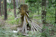 WarWilding: a new word to describe the startling effects of using nature as a weapon.