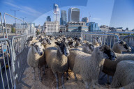 The Annual London Sheep Drive over London Bridge.