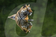 FEATURE - Ein männlicher Tiger spiegelt sich perfekt im spiegelglatten Wasser in Rajasthan, Indien