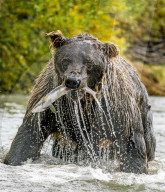 FEATURE - Ein Bär hält einen Lachs im Maul in Alaska