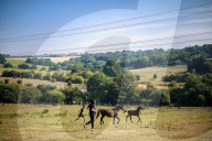 British Pakistanis find fraternity in cavalry sport of tent pegging