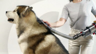 FEATURE - Dyson lanciert neues Katzen- und Hundepflegeset