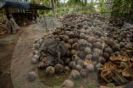 FEATURE - Kokosnussernte in Indonesien