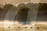 Misty sunrise Richmond Park London