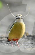 FEATURE - Ein Vogel scheint den Schnurrbart eines Cartoon-Bösewichts zu tragen, während er einen Zweig aufhebt
