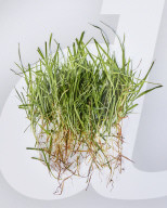 With ever hotter UK summers it’s time to rethink the future of grass