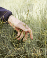 With ever hotter UK summers it’s time to rethink the future of grass