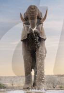 FEATURE - Ein Elefant erfrischt sich an einer Wasserstelle in Südafrika