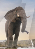 FEATURE - Ein Elefant erfrischt sich an einer Wasserstelle in Südafrika