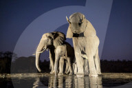 FEATURE - Ein Elefant erfrischt sich an einer Wasserstelle in Südafrika