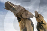FEATURE - Ein Elefant erfrischt sich an einer Wasserstelle in Südafrika