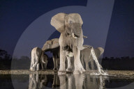 FEATURE - Ein Elefant erfrischt sich an einer Wasserstelle in Südafrika