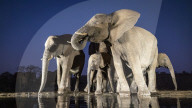 FEATURE - Ein Elefant erfrischt sich an einer Wasserstelle in Südafrika
