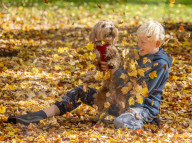 Warm sunshine and golden autumn leaves blowing in the wind on Wimbledon Common south-west London