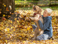 Warm sunshine and golden autumn leaves blowing in the wind on Wimbledon Common south-west London