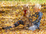Warm sunshine and golden autumn leaves blowing in the wind on Wimbledon Common south-west London