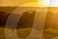 Autumn mist at sunrise in Richmond Park south-west London