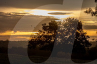 Autumn mist at sunrise in Richmond Park south-west London