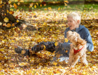 Warm sunshine and golden autumn leaves blowing in the wind on Wimbledon Common south-west London