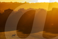 Autumn mist at sunrise in Richmond Park south-west London