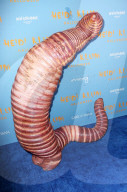 PEOPLE - Heidi Klum als Wurm an ihrer Annual Halloween Party in NYC