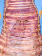 PEOPLE - Heidi Klum als Wurm an ihrer Annual Halloween Party in NYC