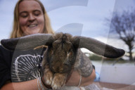 Giant rabbits 'bred for meat' looking for new homes after Northumberland rescue