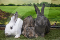 Giant rabbits 'bred for meat' looking for new homes after Northumberland rescue