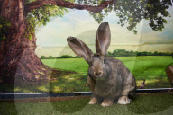 Giant rabbits 'bred for meat' looking for new homes after Northumberland rescue