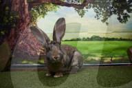 Giant rabbits 'bred for meat' looking for new homes after Northumberland rescue