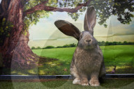 Giant rabbits 'bred for meat' looking for new homes after Northumberland rescue